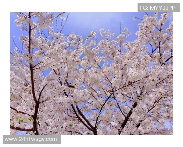 樱花VS春风细雨谁能更好地描绘这段温柔的季节故事